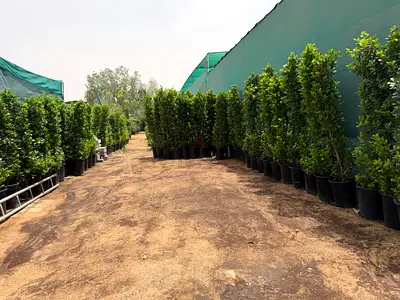 Ficus panda cone shape privacy plant