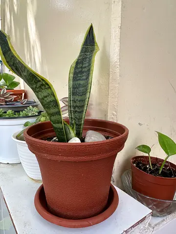 Sansevieria Trifasciata - Snake plant + with pot and pot tray