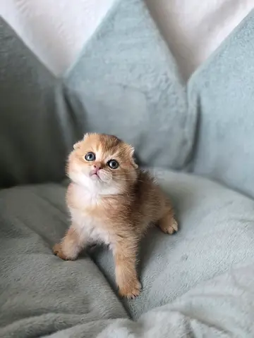 Golden Scottish fomd