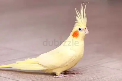 Cocktail  male