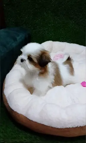 Adorable toy shih tzu puppy