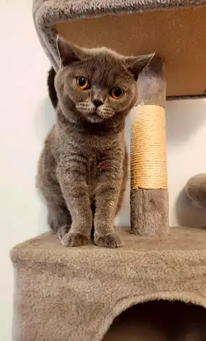 British Shorthair male cat friendly and healthy