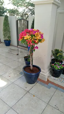 Bougainvillea Topiary in Large Blue Ceramic Pot - Healthy Outdoor Plant