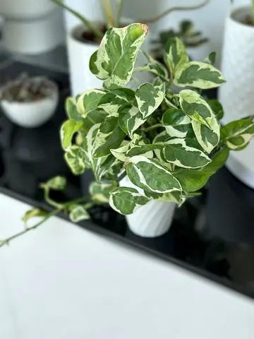 Variegated Pothos (Epipremnum) in Pot - Healthy Indoor Plant