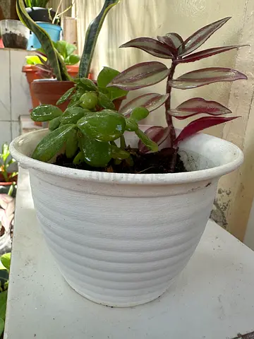 Jade plant - Crassula ovata + pot