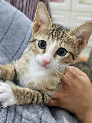 Free kitten for adoption