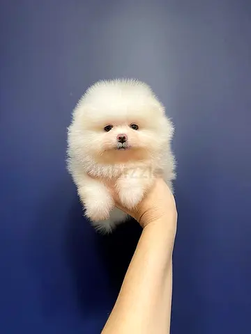 Teacup Pomeranian Puppies