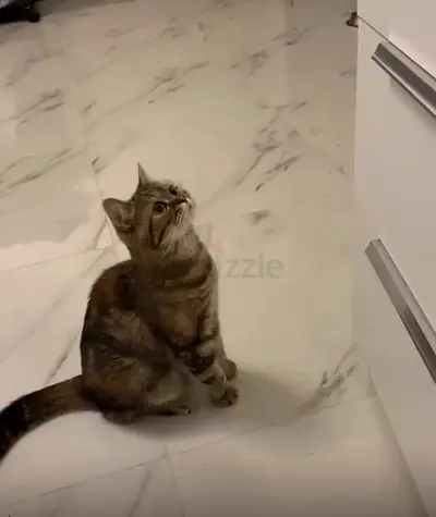 قط بريتش مكس