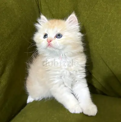 Persian Cat