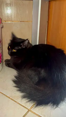 Female black longhair cat — calm, indoor, ready for new home