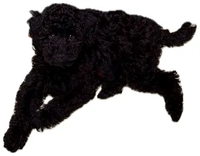 Poodle 4 months Vaccinated