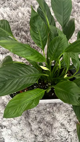 eautiful Anthurium, Peace Lily  Palm – Well-Cared Indoor Plants