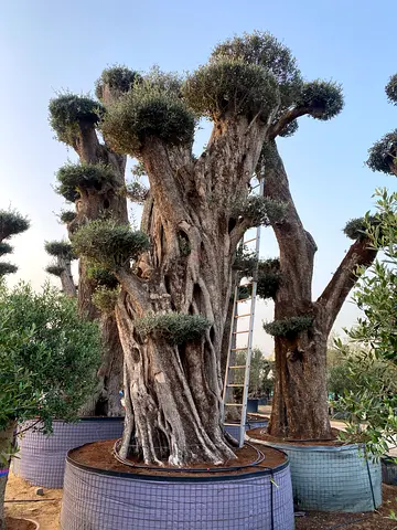 Olive tree