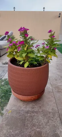 Flower pot  window box with plants