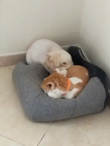 Sherazi cats for adoption