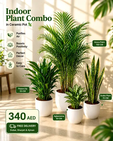 4 Indoor plants with ceramic pot