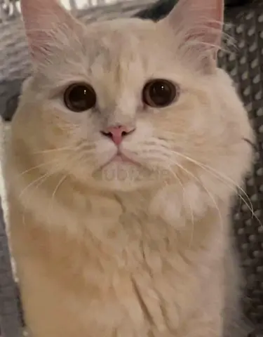 Male cat for free adoption