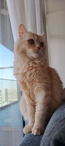 Beautiful Cats For Adoption