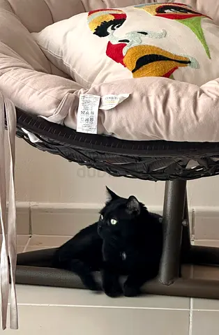 Friendly super adorable black cat looking for a new home - 4 years old