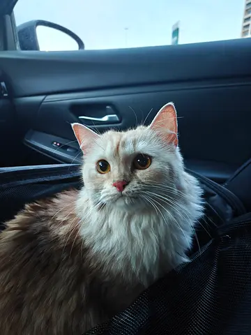 Free- friendly adult Persian cat available for adoption (vaccinated, calm and very loving)