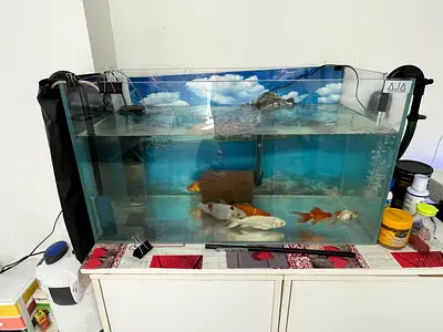 Used 80X40X45 Glass Aquarium with Koi/Goldfish and Filter Food Included
