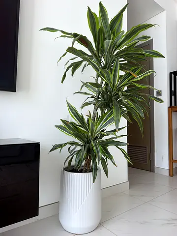 Tall variegated Dracaena plant in white ceramic pot + stones