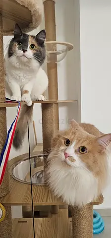 🚨 URGENT REHOMING – 2 PERSIAN MIX CATS 🐾 (TOGETHER OR SEPARATE)