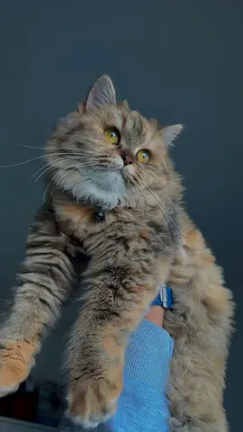 Persian cat 10months old