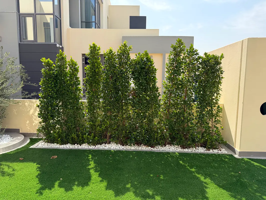 DPV_View_Image_2