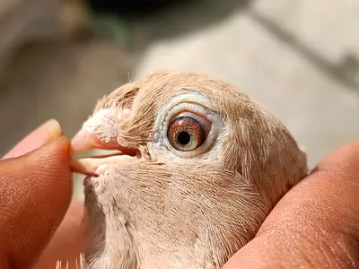Breeding pair of Fancy pigeons for adoption