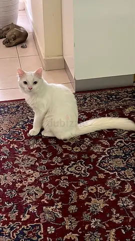 Free adoption- Kitten- Chino