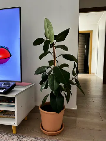 Tall Rubber Plant (Ficus Elastica) in Terracotta Pot - Healthy Indoor Plant