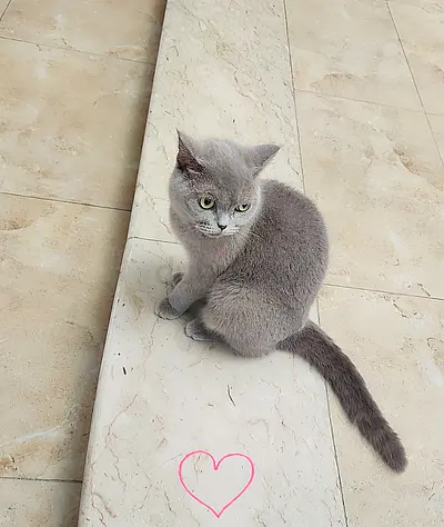Lilac British Shorthair Female cat— Healthy and playful ready for rehoming.