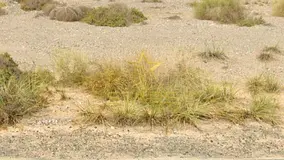 For Sale | Prime Land | Triple Road Frontage – Al Sajaa, Sharjah