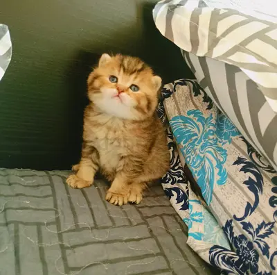 Beautiful boy gold chinchilla ny11 he so beautiful kitten