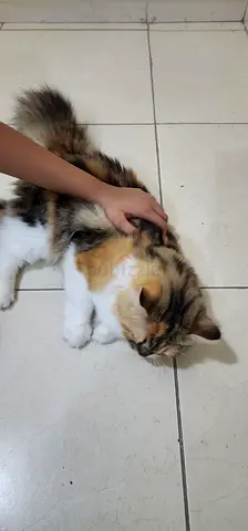 Female Persian Cat (for Free Adotption)