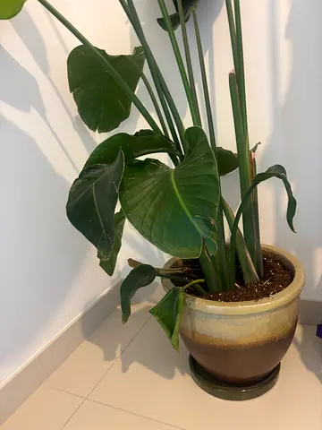 Banana leaf tree plant with ceramic pot