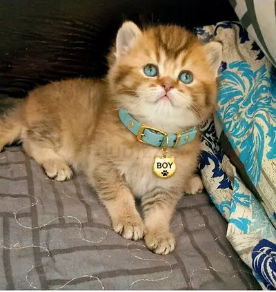 Pure top chinchilla male kitten very beautiful