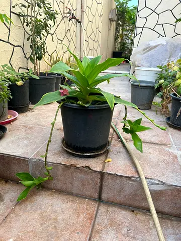 Basket plant(callus’s dragons )Set of 1 shown)