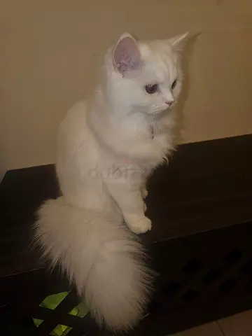 CAT FOR ADOPTION FREE URGENT.