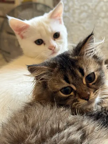 2 kittens mixed breed