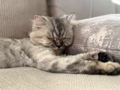 Free cat adoption 1 year and half , Scottish Straight longhair mix or domestic longhair with Persian