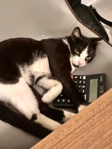 Oreo for kind hearts, neutered vaccinated.