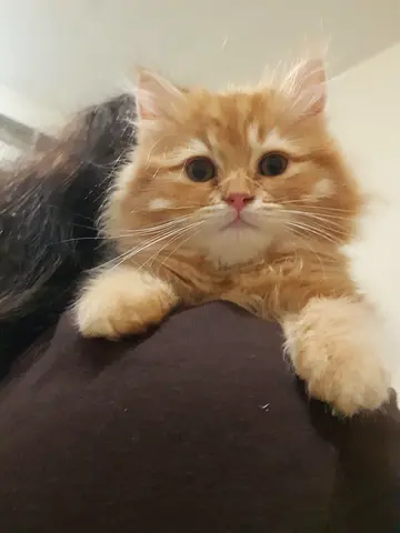 Sweet fluffy ginger kitten