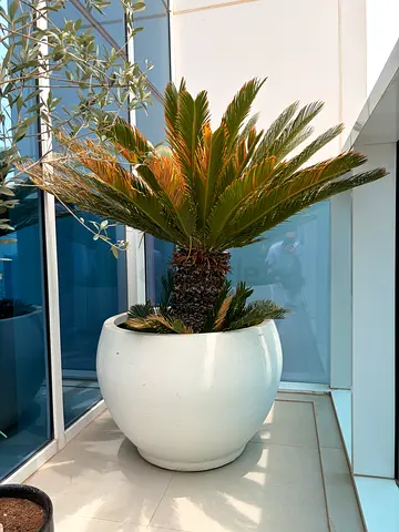 Large Sago Palm (Cycas revoluta) in White Ceramic Pot - Ready for Balcony or Garden