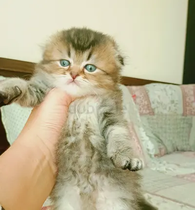Pure Scottish fold very beautiful boy kitten
