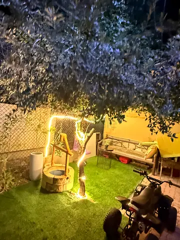 للبيع شجرة زيتون معمره وجميلة في العين