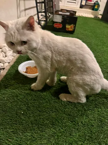 Cat Found Looking for home