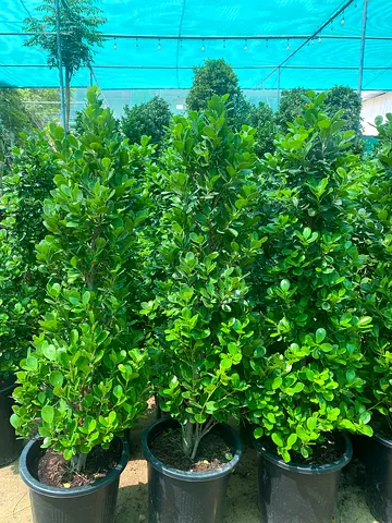 Ficus plant