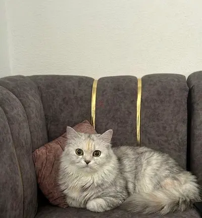 10-month old Chinchilla persian up for adoption— Friendly, Indoor